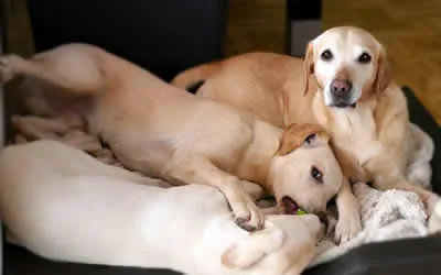 Treatment for flea infestations in Kent
