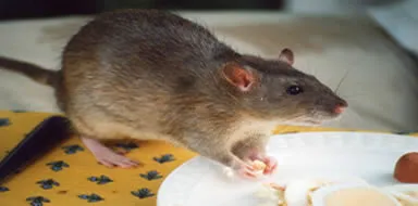 Brown rat in a kitchen - rat control in Kent