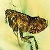 Flea Treatment in Kent