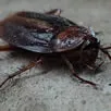 Cockroach Exterminator Kent