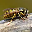 Wasps Nest Removal Kent