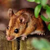Mouse Control Kent