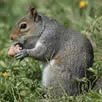 Squirrel Control Kent