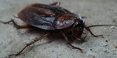 Cockroach - cockroach control in Kent