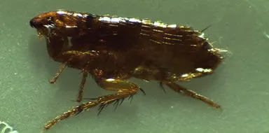 Close-up of a flea - flea treatment in Kent