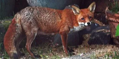 Red fox - feral fox management in Kent