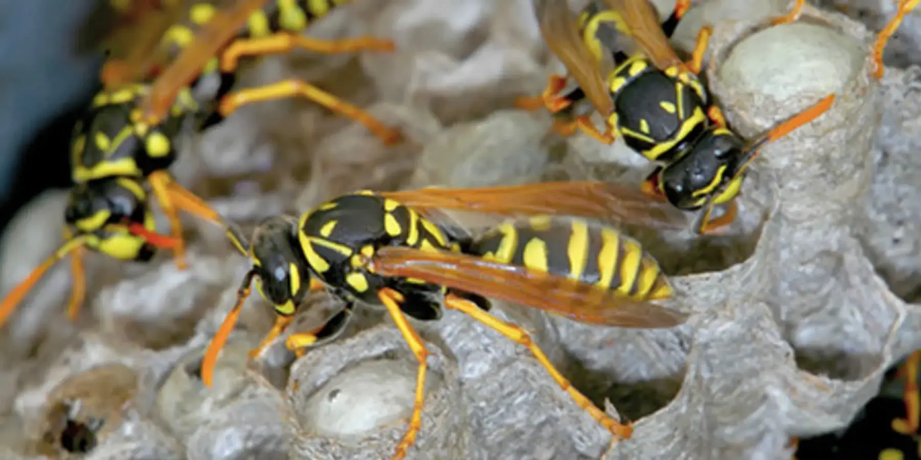 Wasps Nest Removal Kent