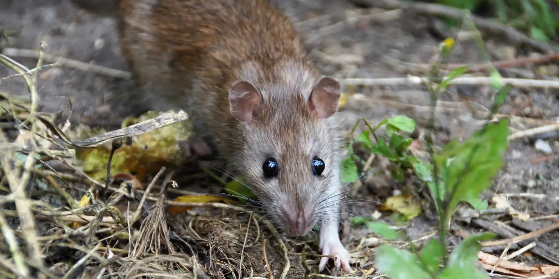 Vermin & Rodent Control near me in Kent