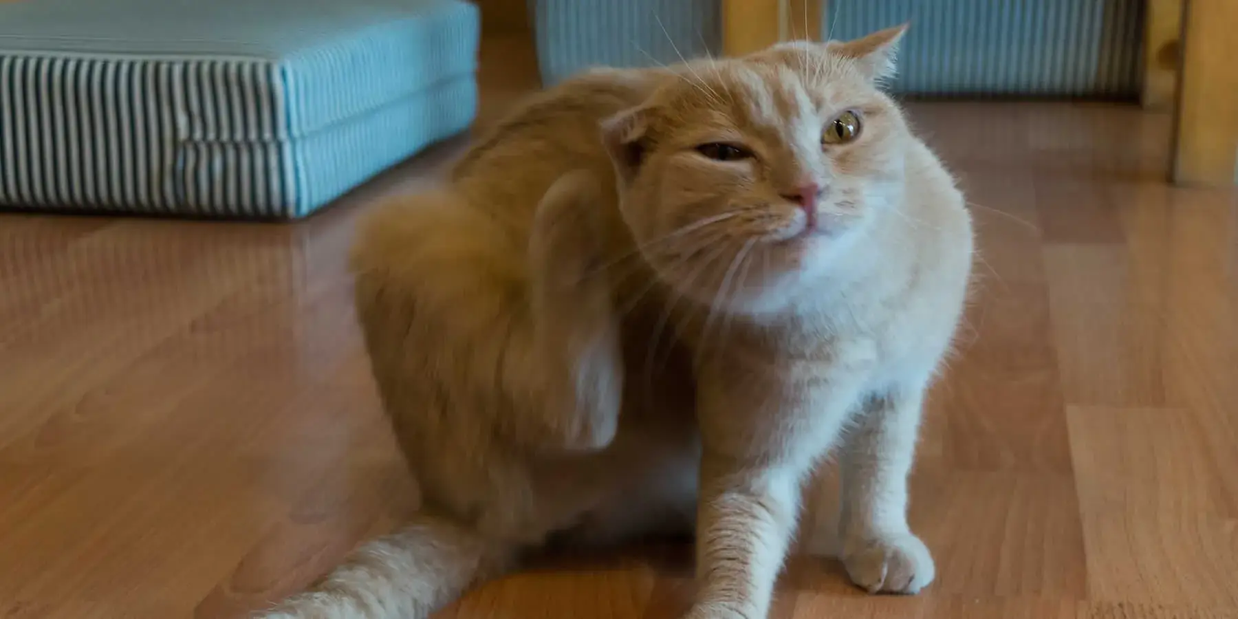Flea Treatment Kent