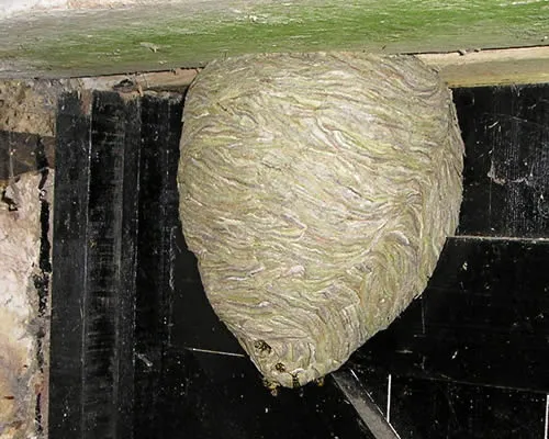 Wasps nest hanging from a roof timber - wasp nest removal in Kent
