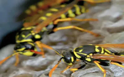 wasp nest removal in Kent