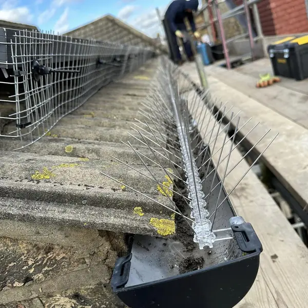 Bird spikes fitted along a roof gutter